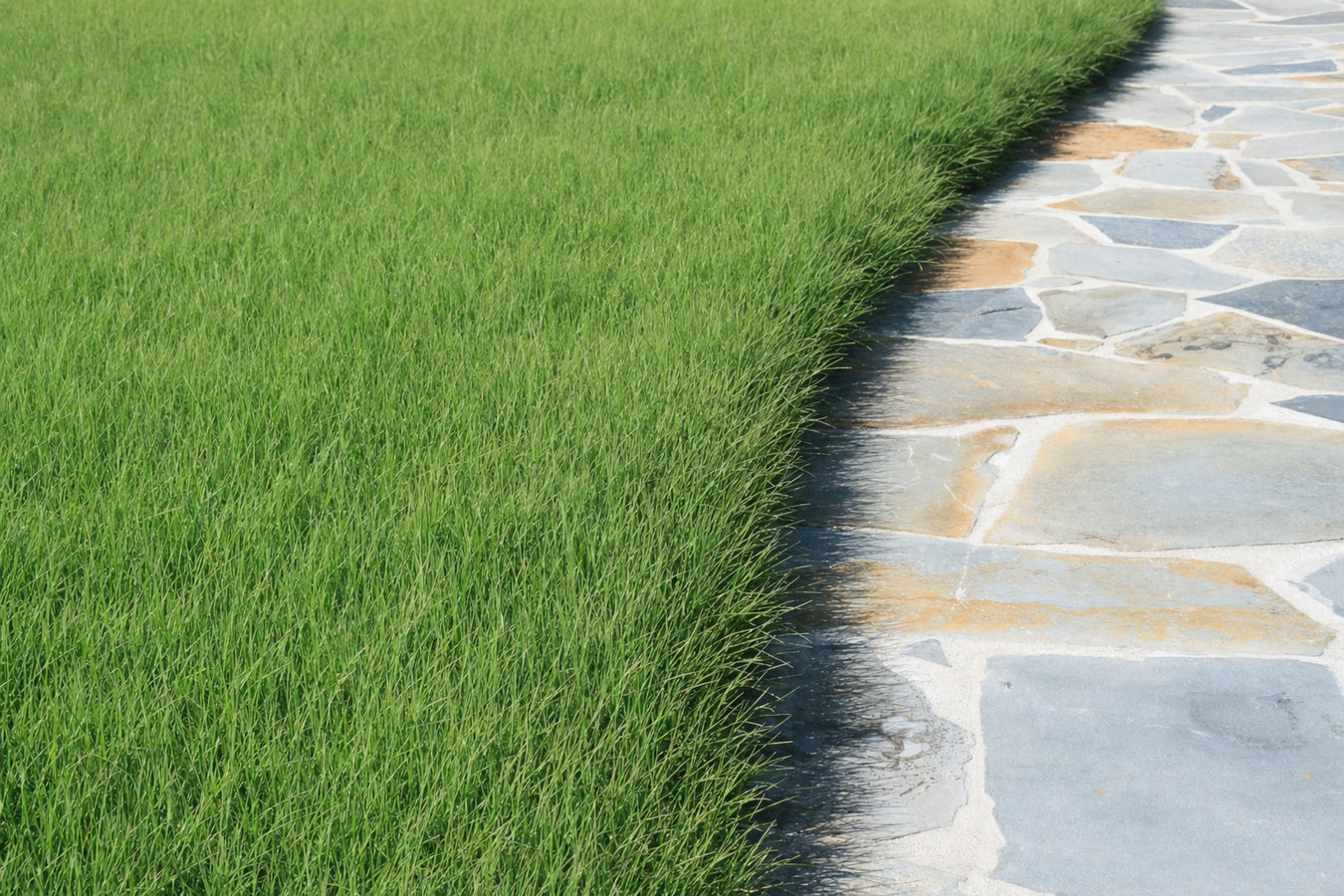 Drought-tolerant turf