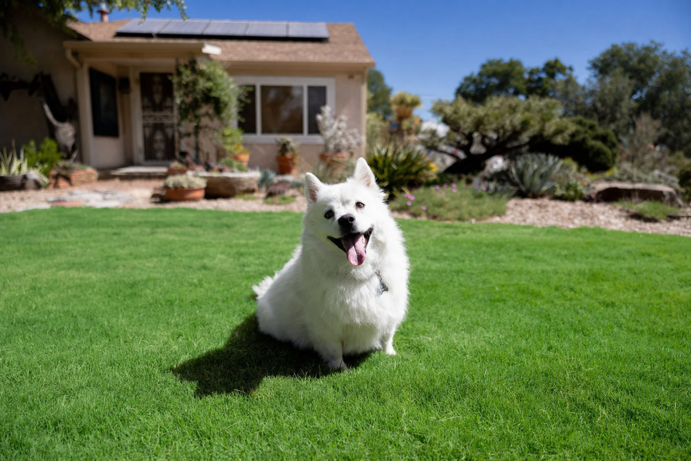 Pet-friendly turf